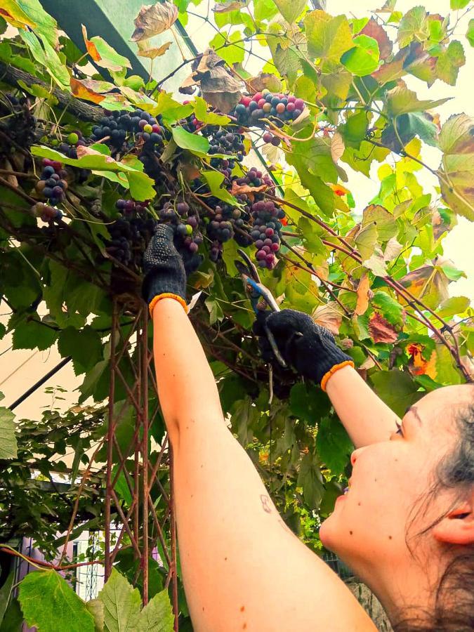 Appartamento Vina Villa Elisa  Esterno foto